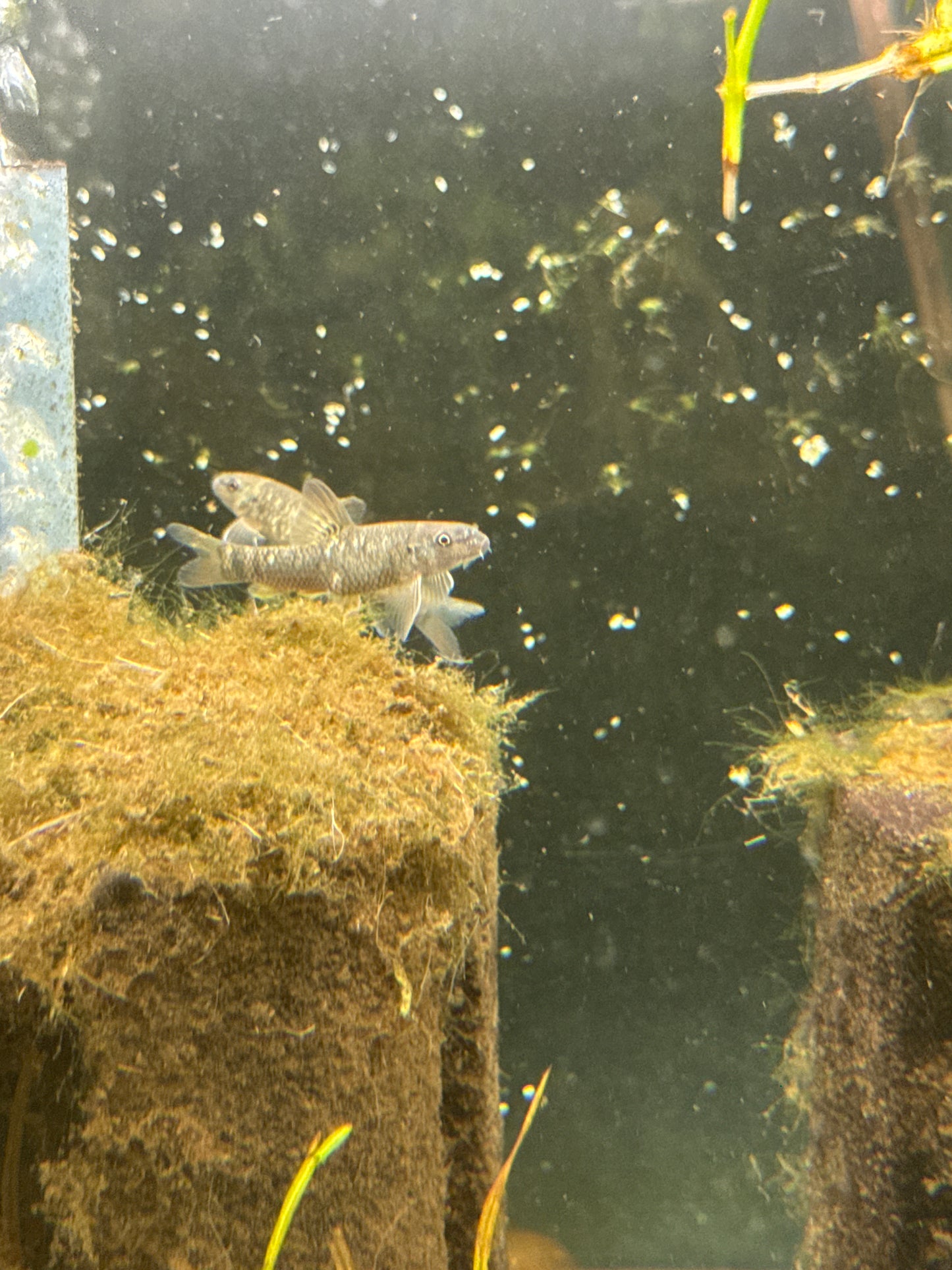 Garra Rufa (Garra rufa)