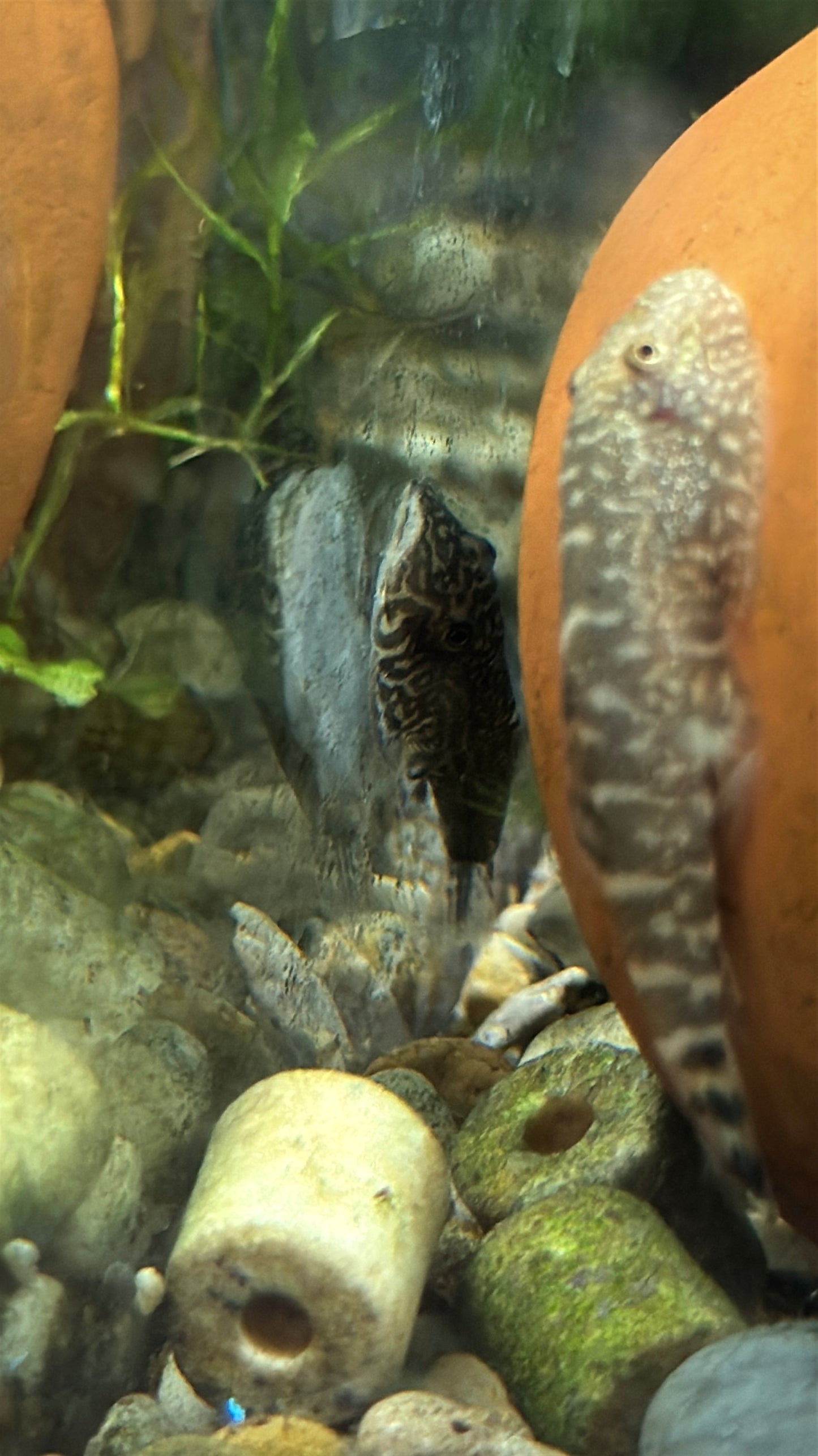 Hillstream Loach (Sewellia lineolata)
