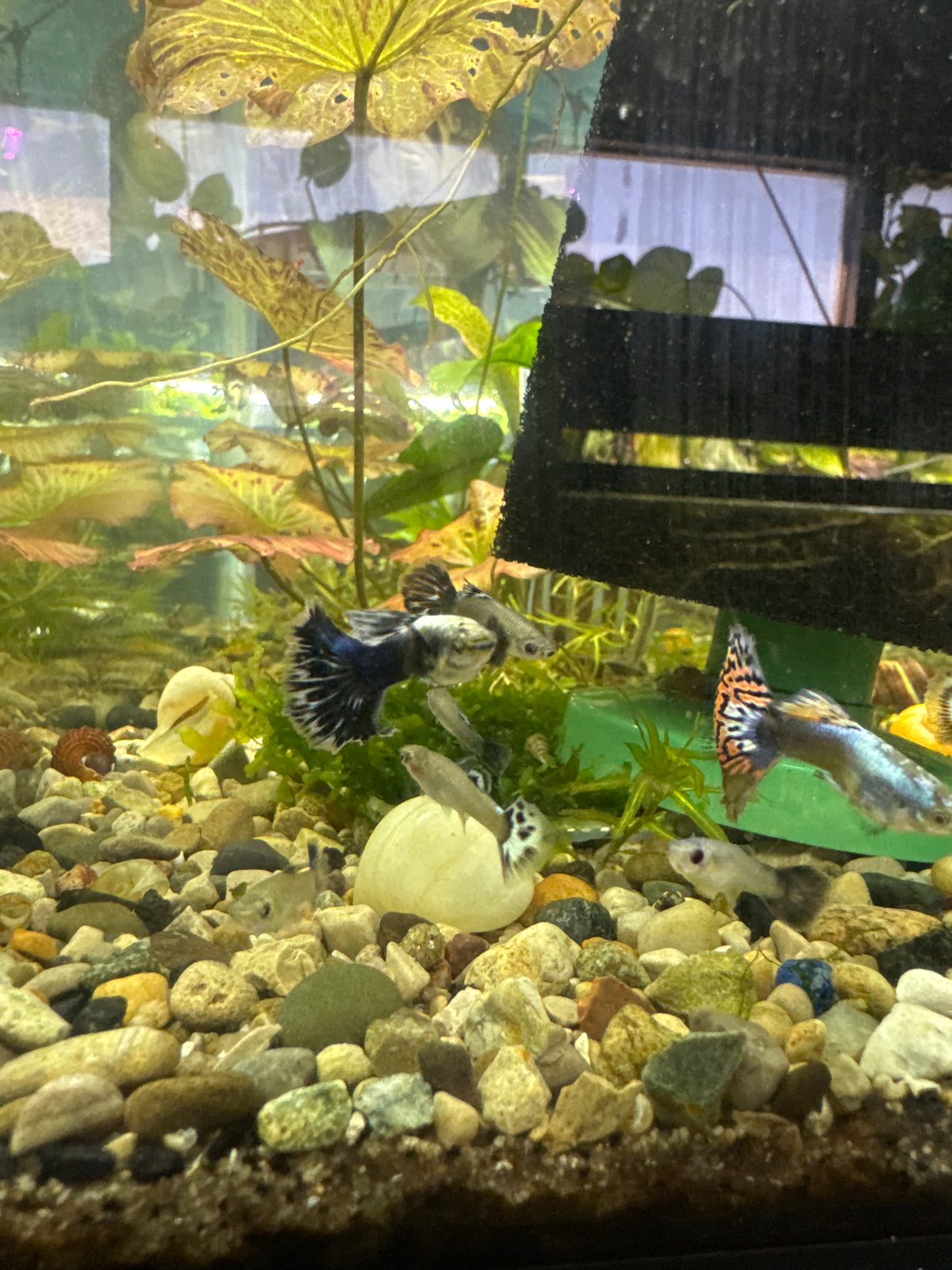 Kizmit mosaic guppies (3) trio male and two females (Copy)