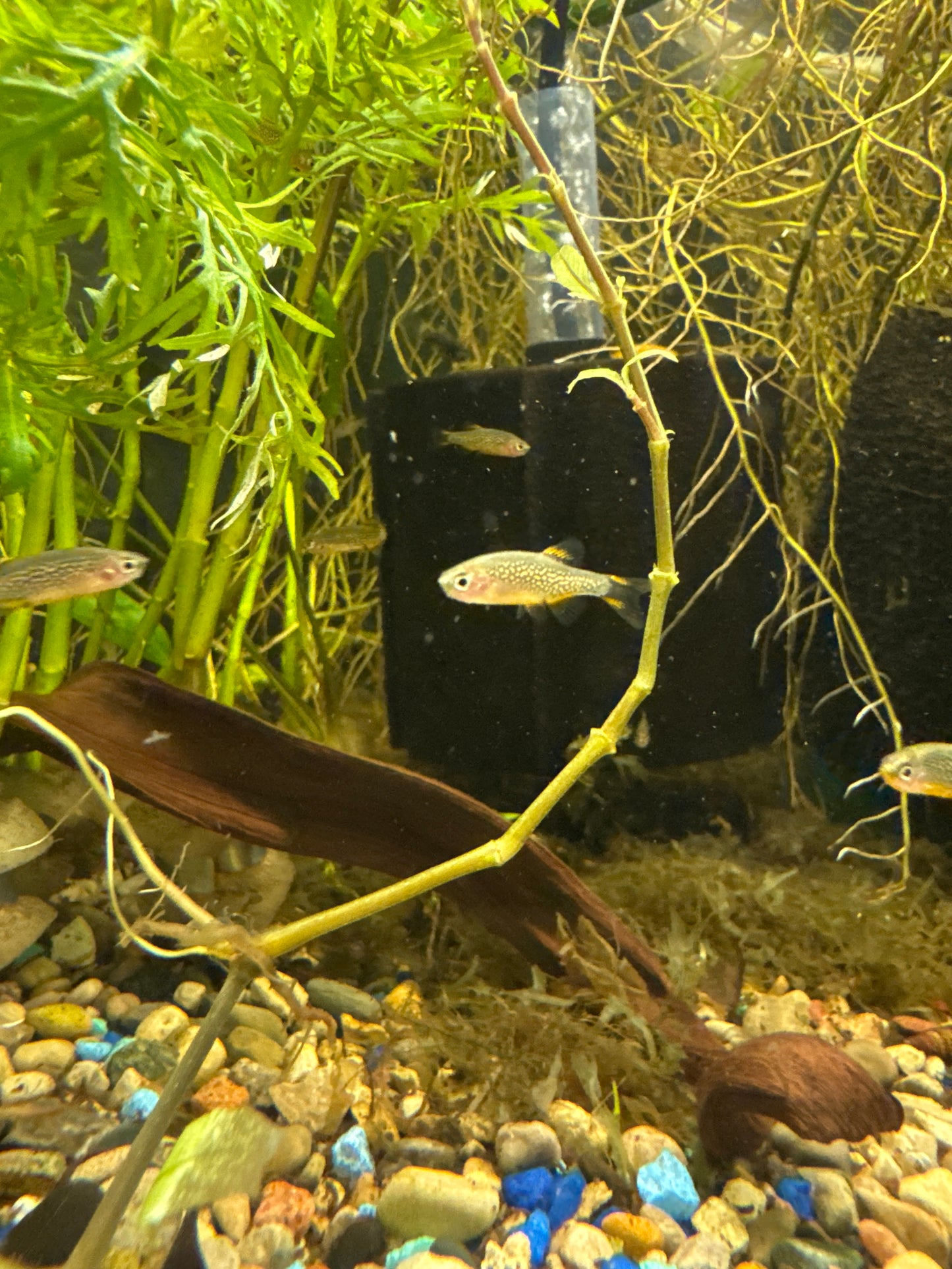 Celestial Pearl Danio (Danio margaritatus)