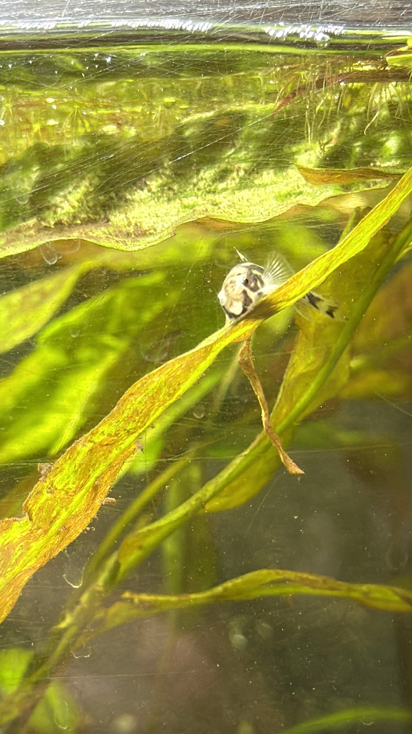 Panda Garra (Garra flavatra)