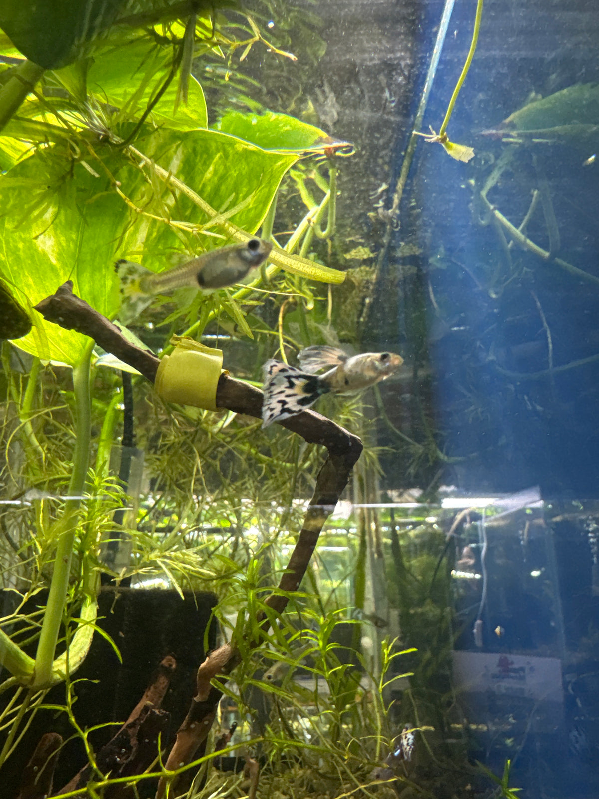 White mosaic guppies (3) trio male and two females