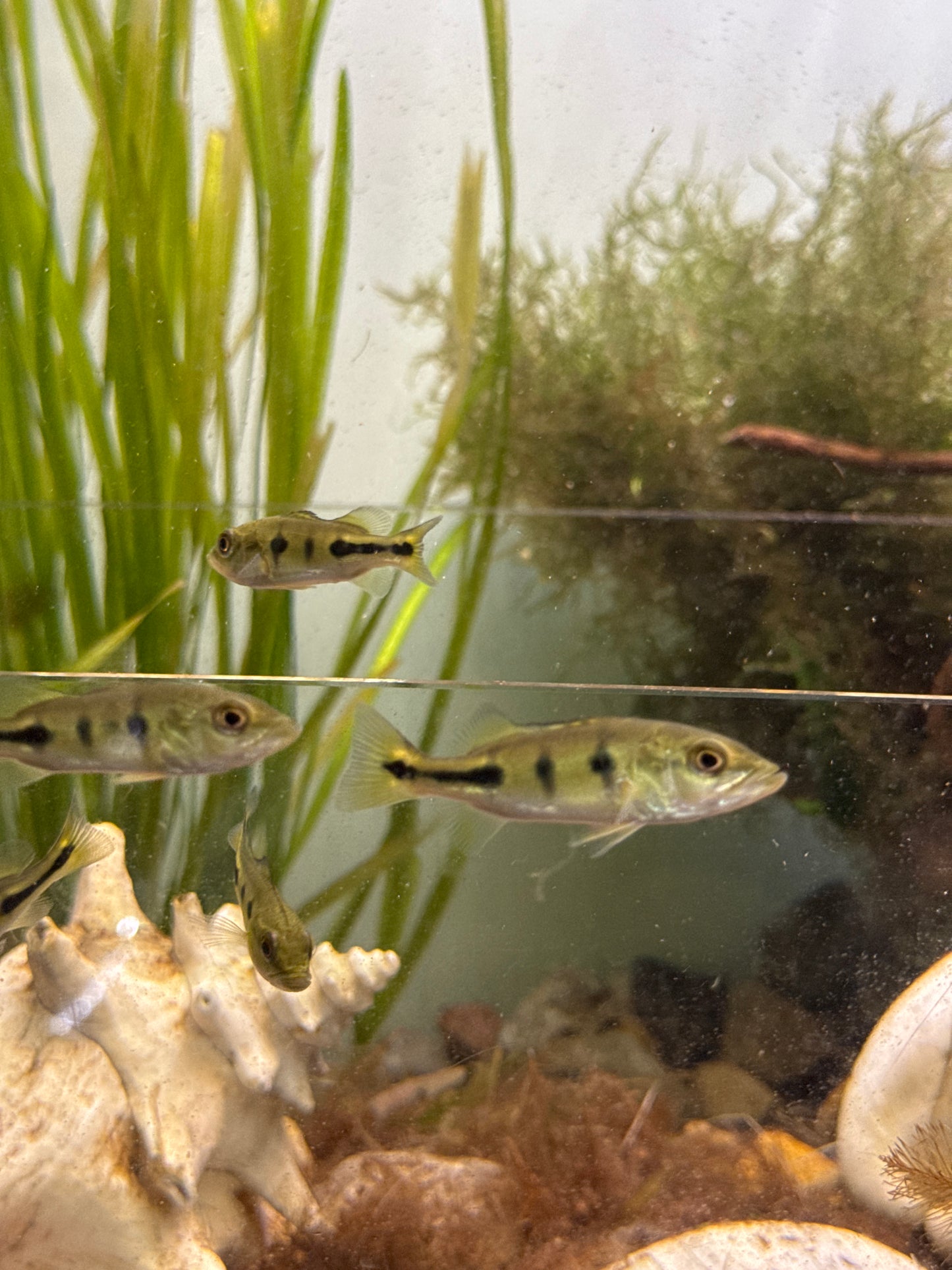 Peacock Bass (Cichla spp.) 2”