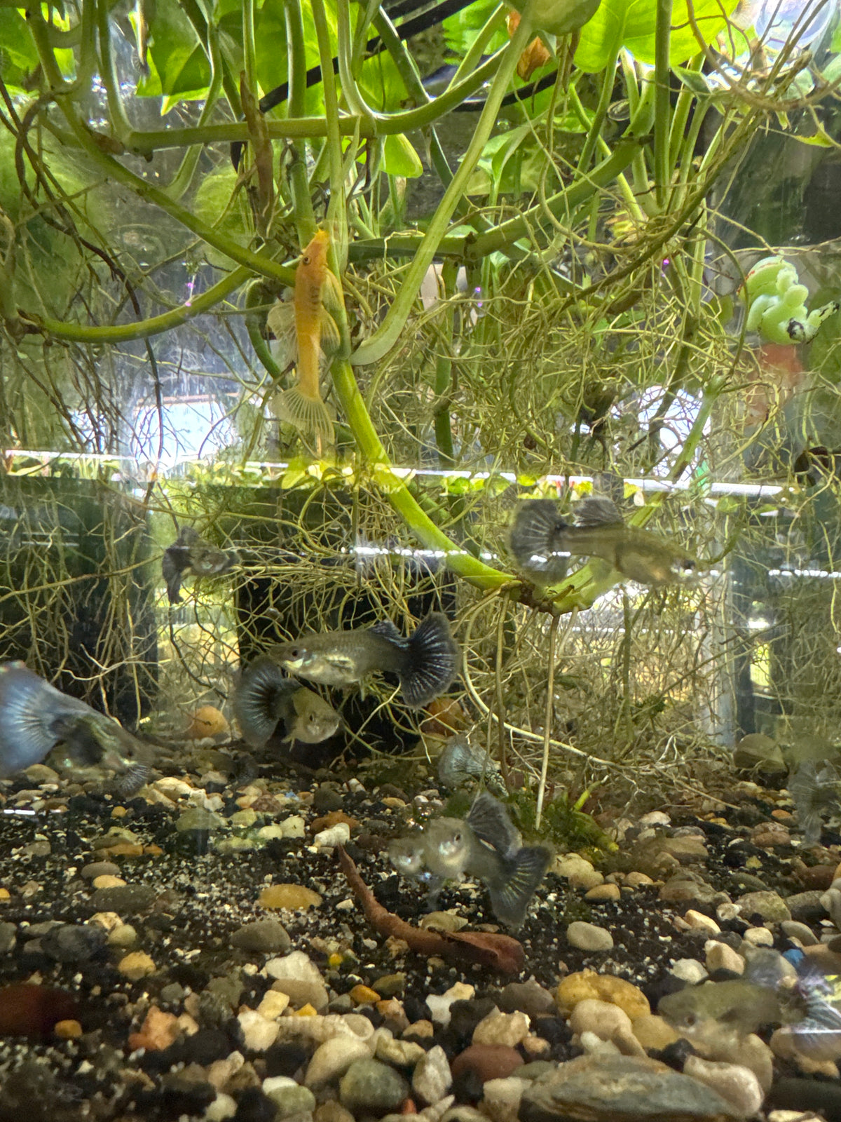 Purple dragon guppies (3) trio male and two females