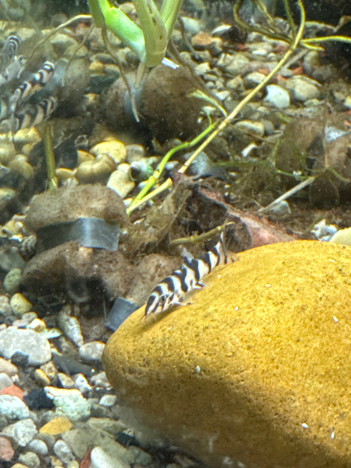 Yo-Yo Loach (Botia almorhae)