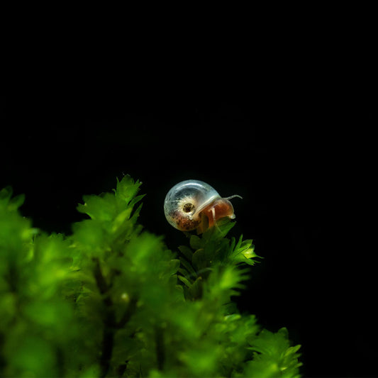 10 ASSORTED RAMSHORN SNAILS