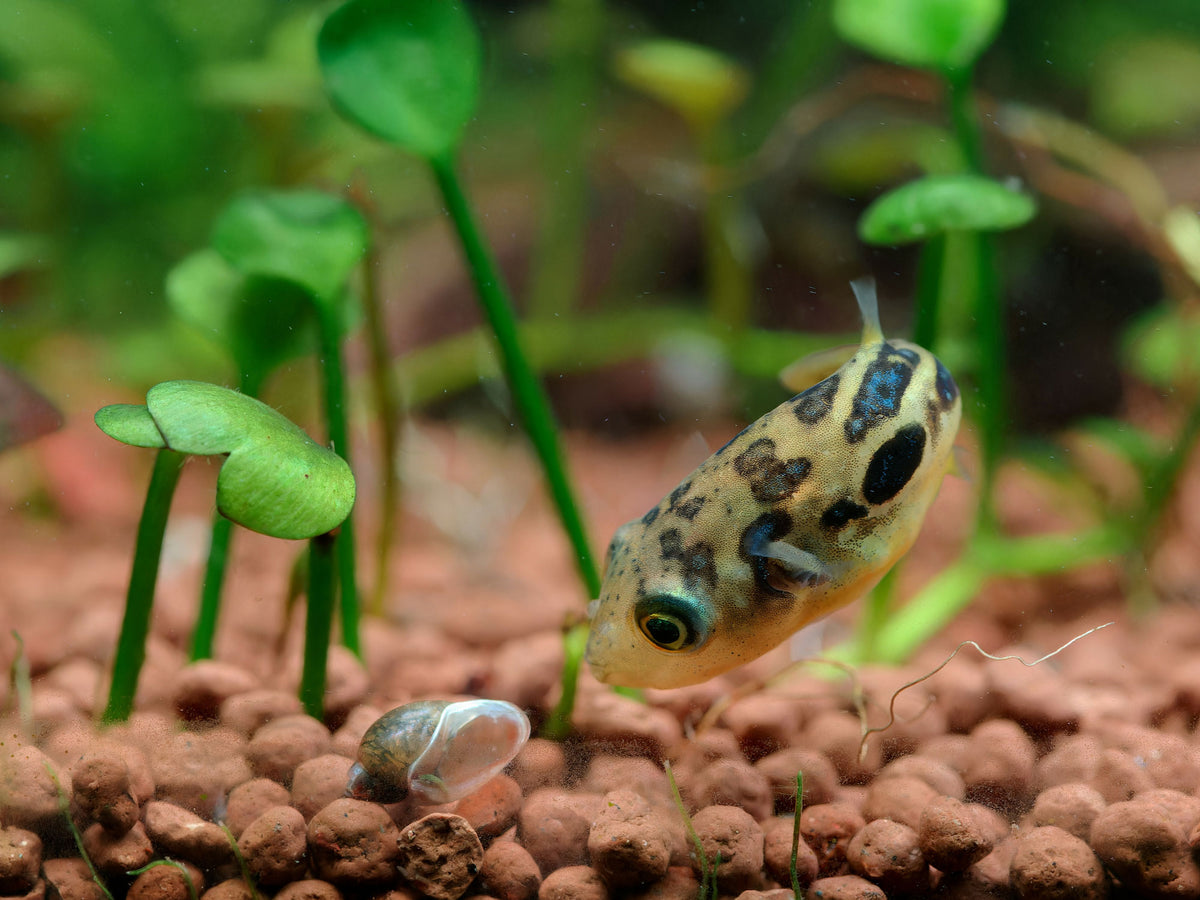 BLADDER SNAILS - LIVE FOOD FOR PEA PUFFERS