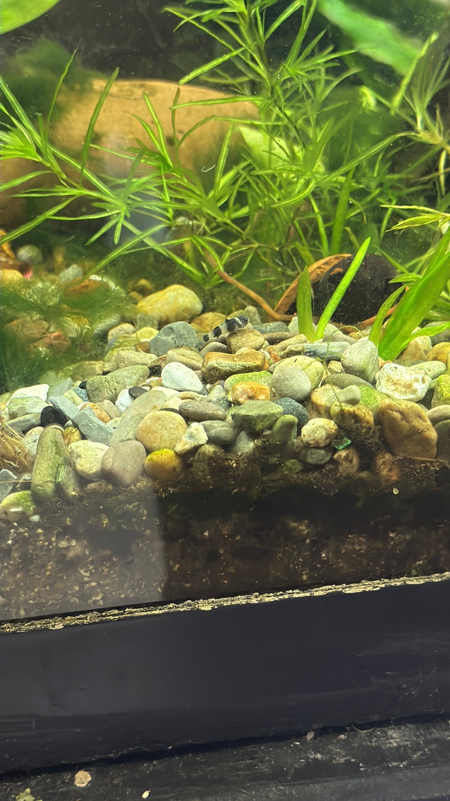 Bumblebee Goby (Brachygobius xanthozonus)