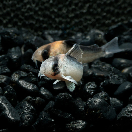 ADOLFOI CORY | CORYDORAS ADOLFOI