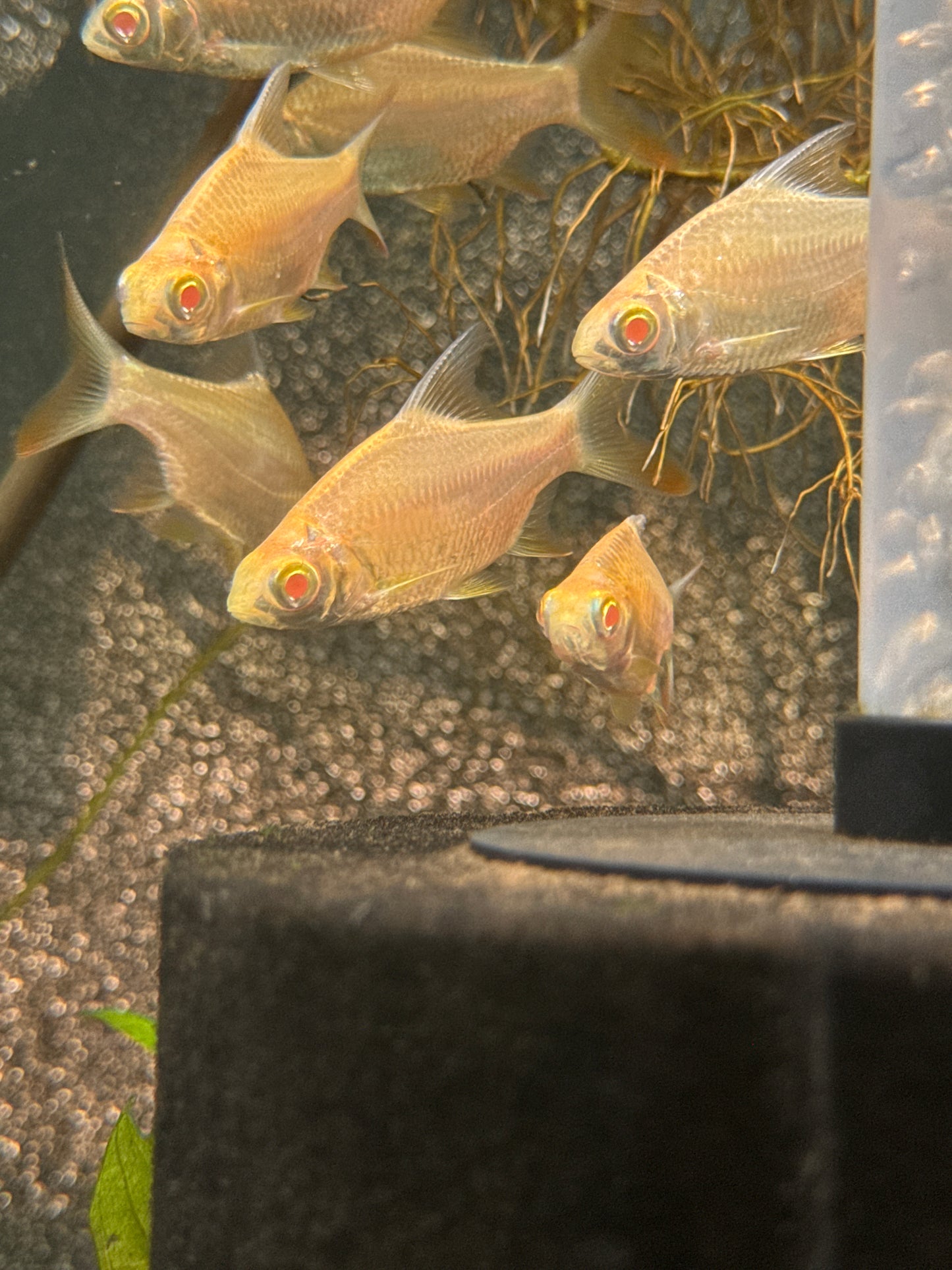 Albino tinfoil barb (large