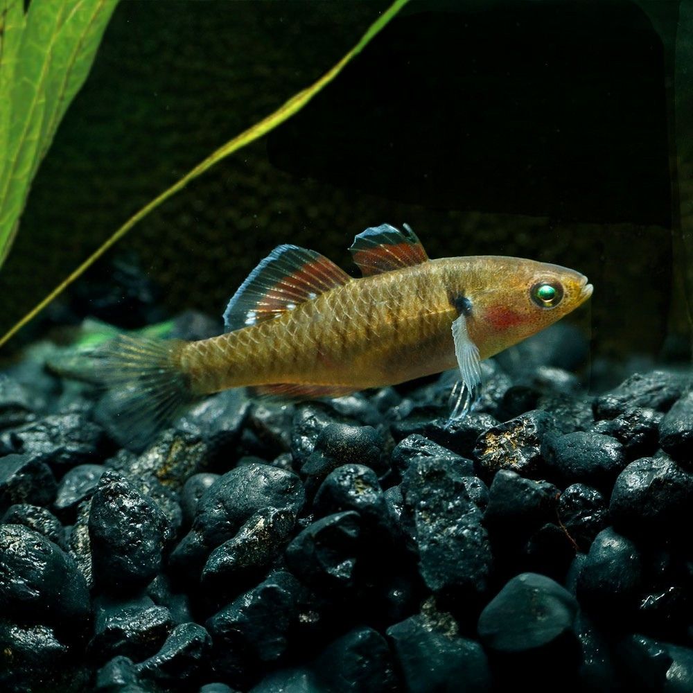 EMPIRE GUDGEON | HYPSELEOTRIS COMPRESSA