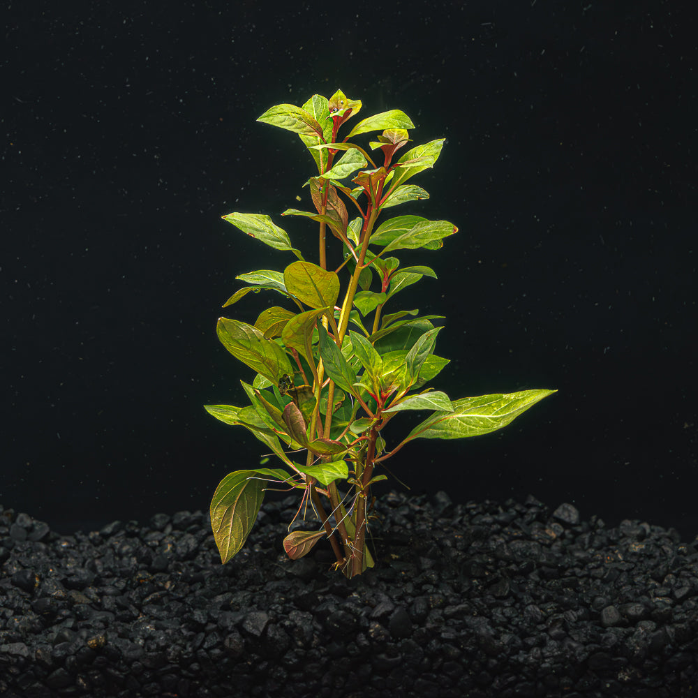 LUDWIGIA DARK RED