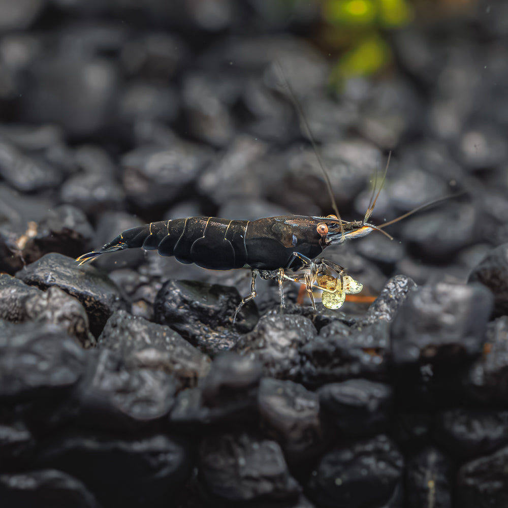 BLACK ROSE SHRIMP