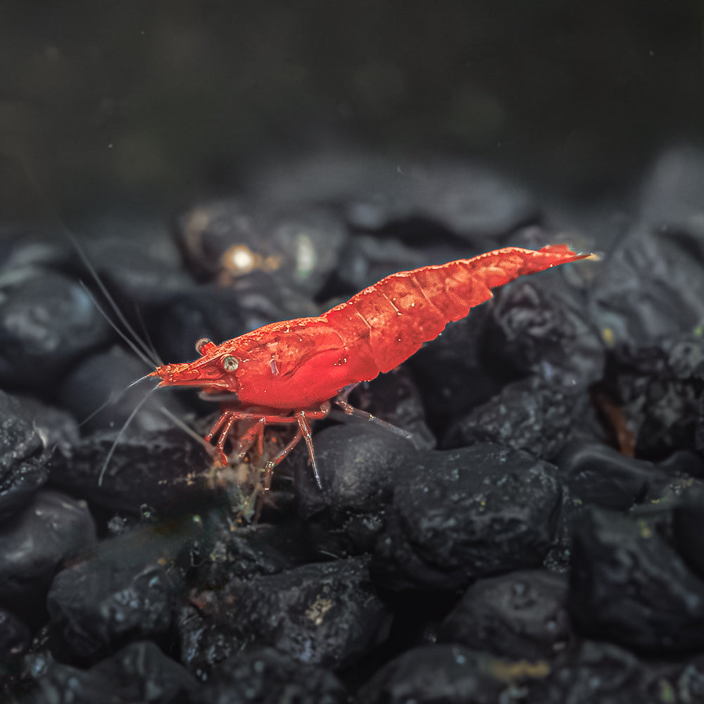 RED CHERRY SHRIMP