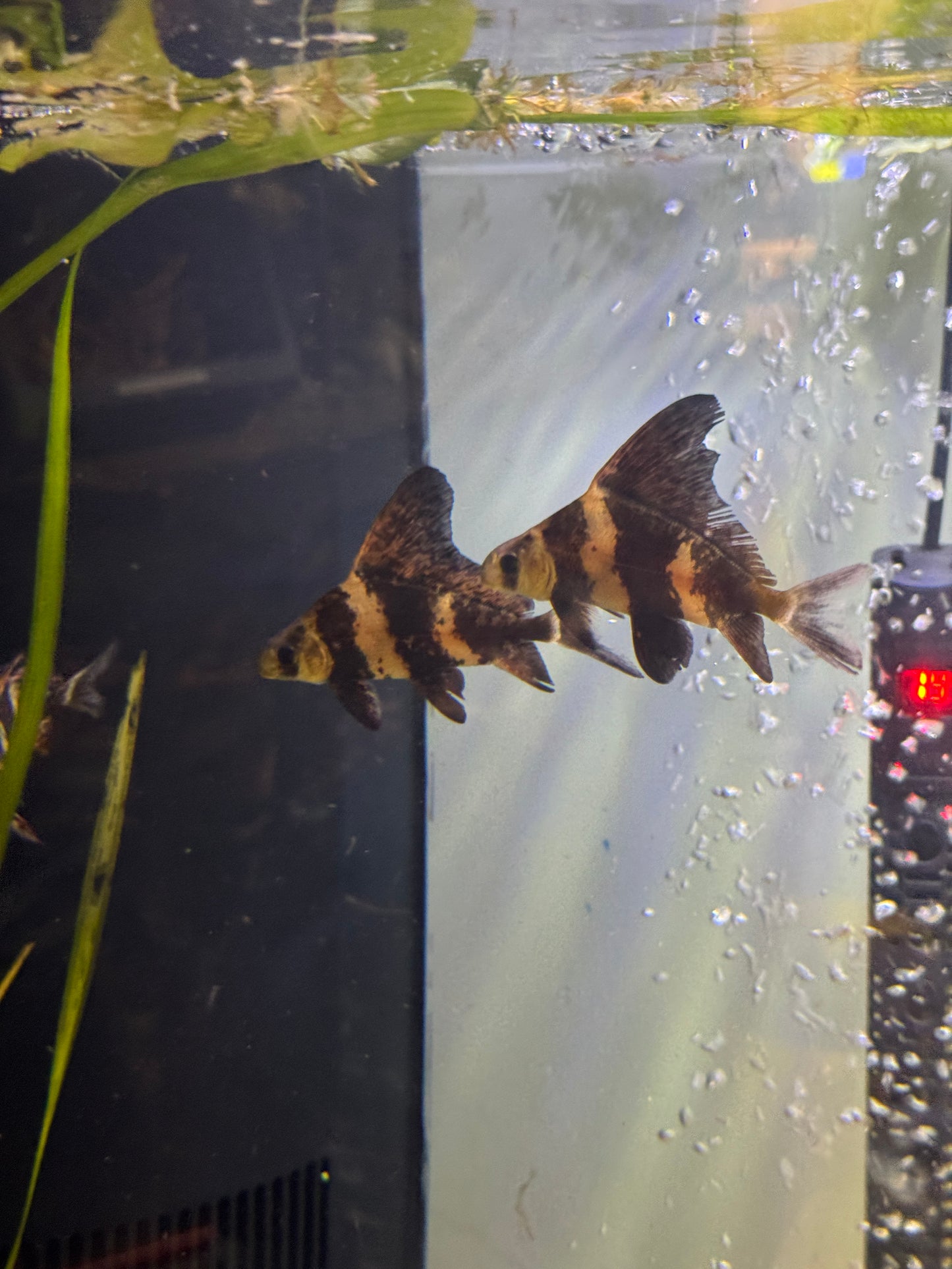 High-Fin Banded Shark (Myxocyprinus asiaticus)