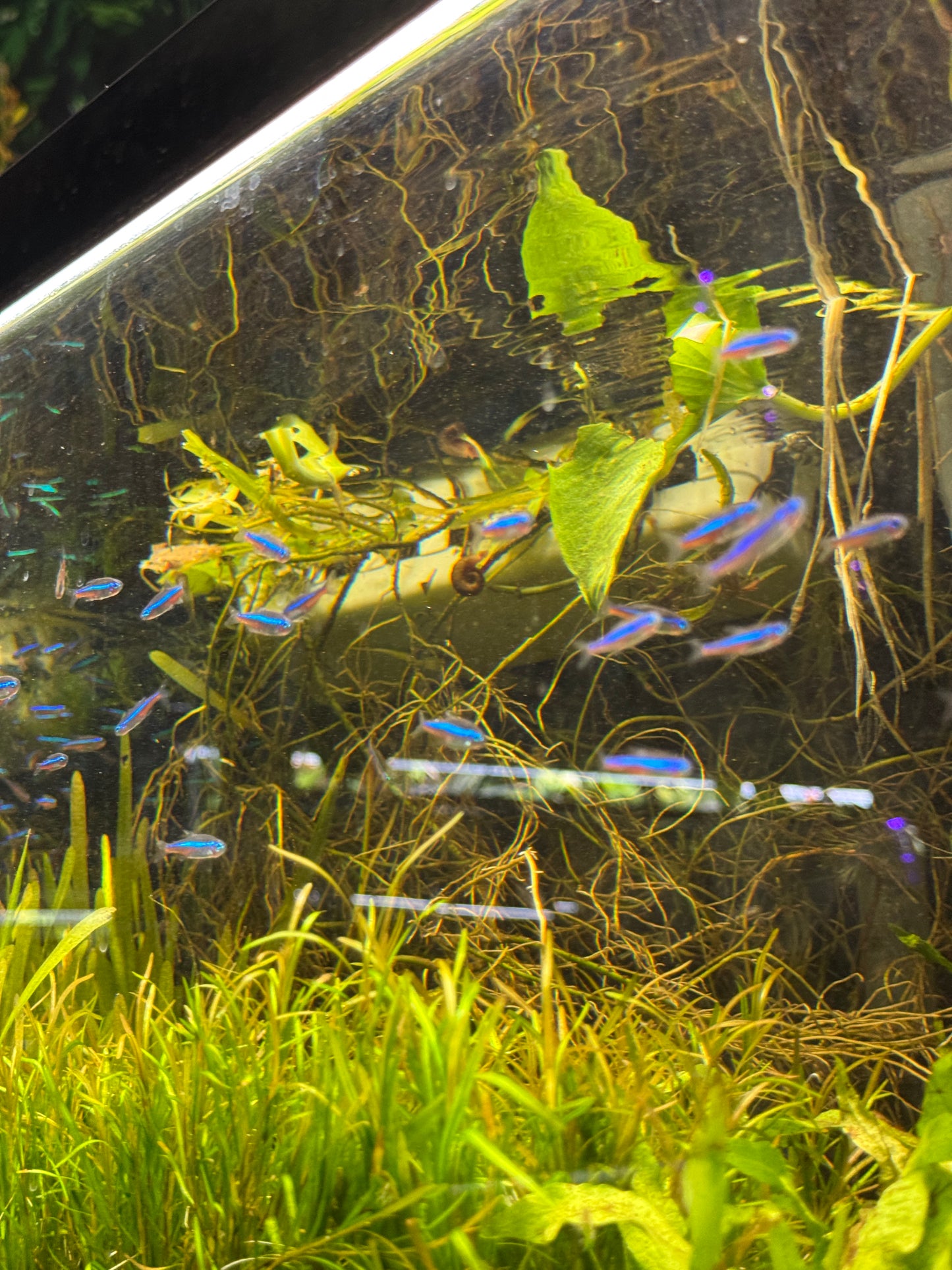Green Neon Tetra – Tiny Fish, Big Glow