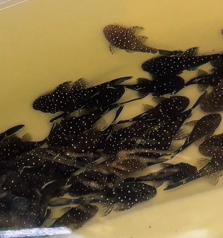 Starlight Pleco – A Stunning Spotted Bristlenose with Bold Personality