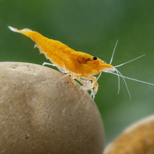 10 ASSORTED NEOCARIDINA SHRIMP