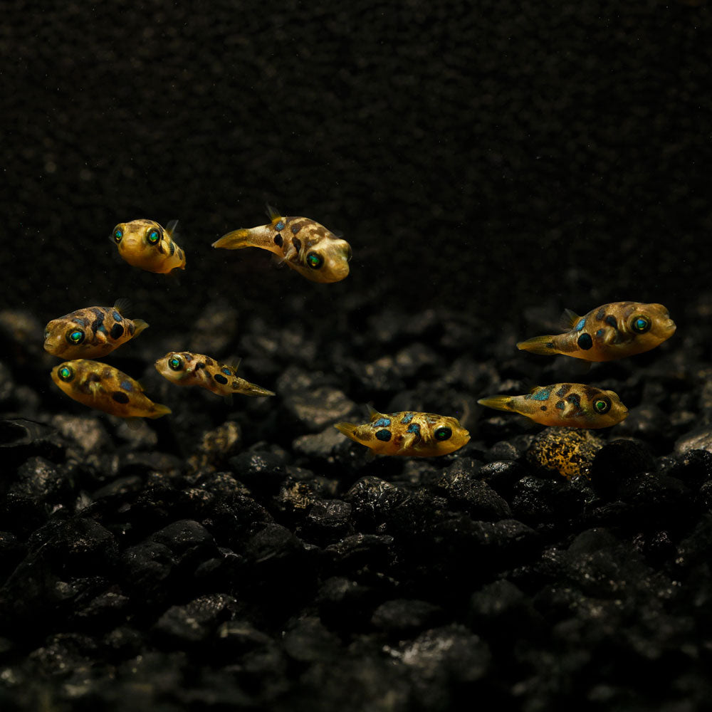 FRESHWATER PEA PUFFERS | DWARF PUFFER FISH