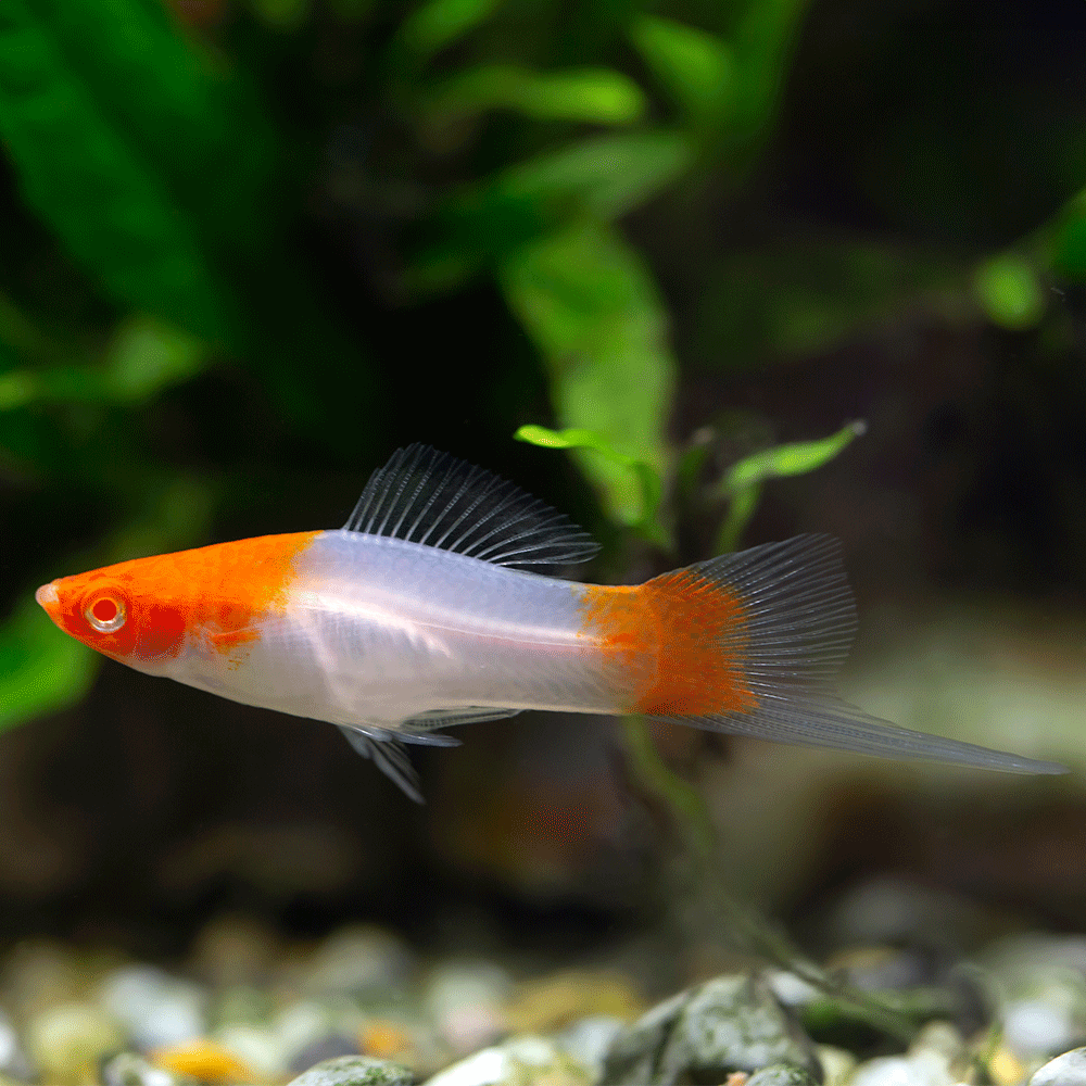 SANTA CLAUS (KOI) SWORDTAIL | XIPHOPHORUS HELLERI
