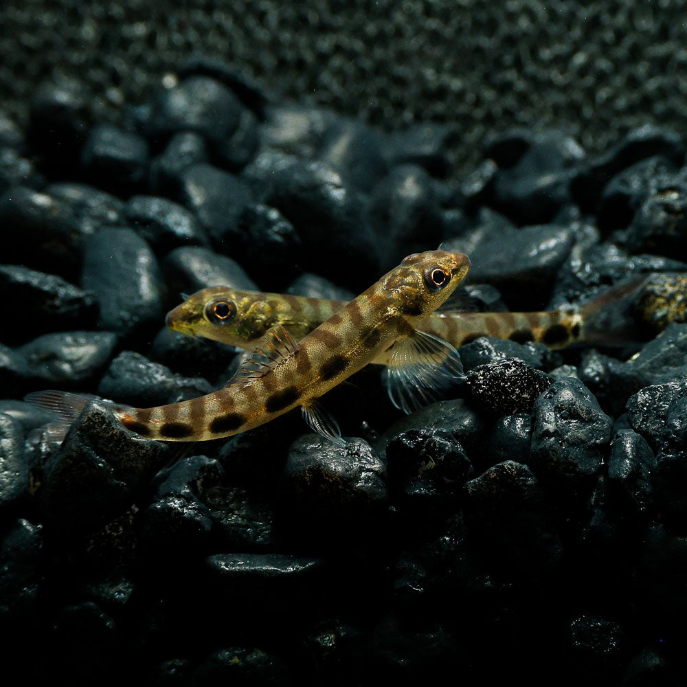 THUTTINJET STONE LOACH | NEMACHEILUS STIGMOFASCIATUS