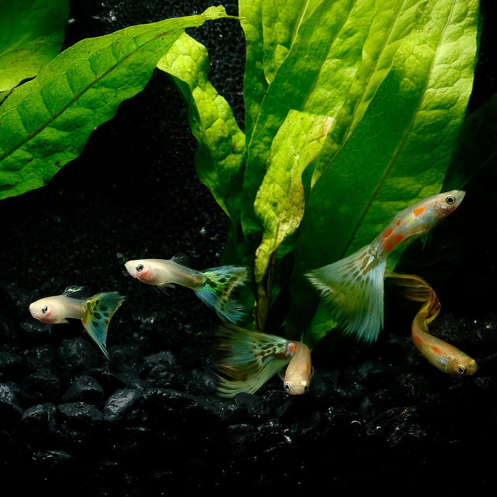 YELLOW COBRA GUPPY