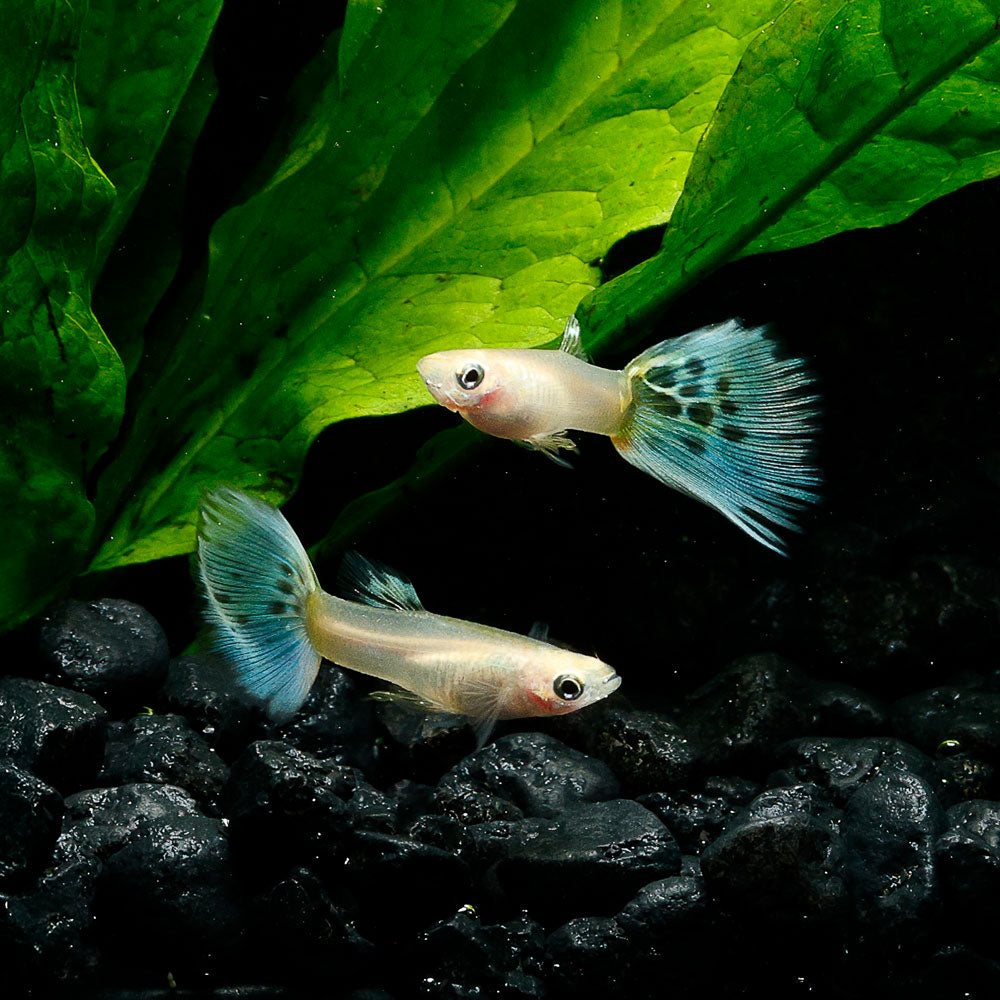 YELLOW COBRA GUPPY