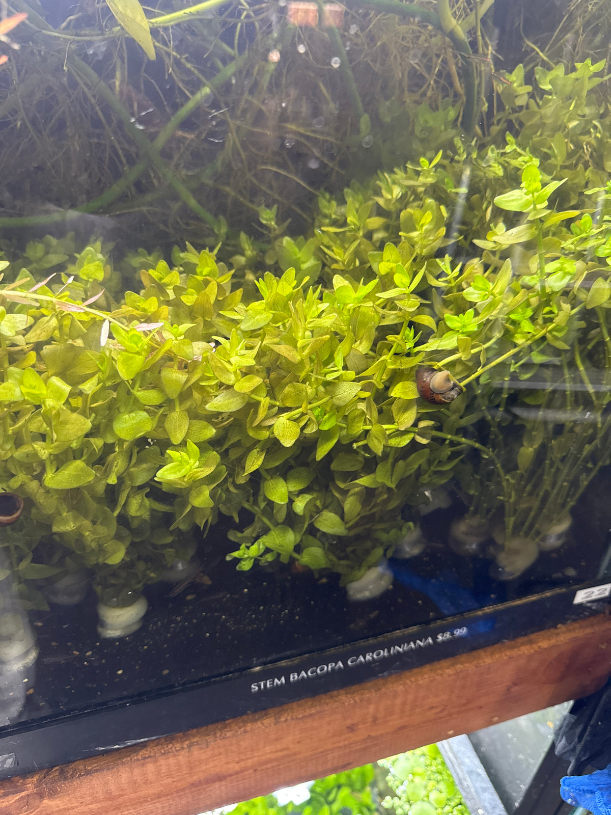 Bacopa Caroliniana – Freshwater Aquarium Plant