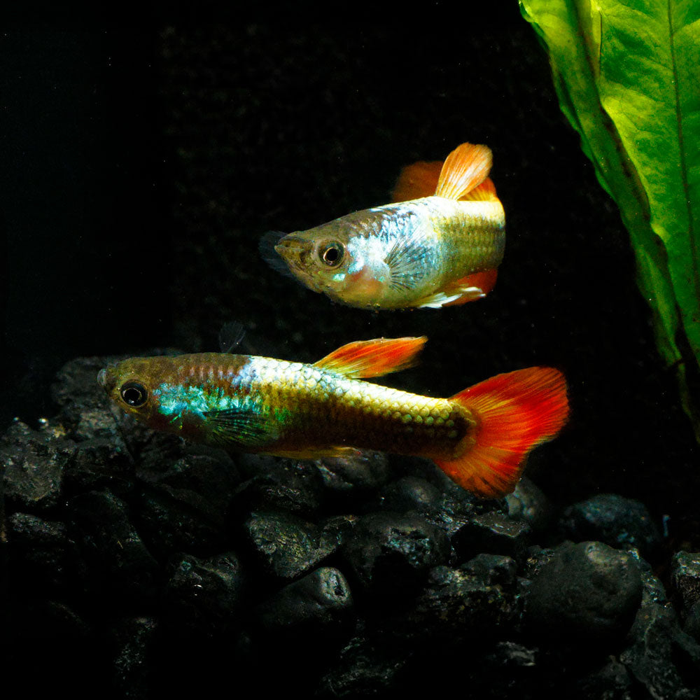 FLAME GUPPY | POECILIA RETICULATUS