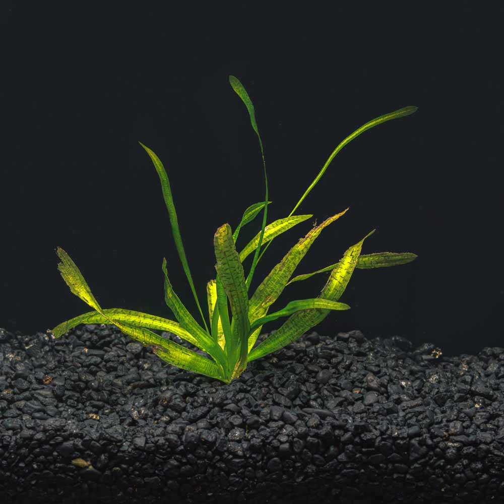 JUNGLE VAL