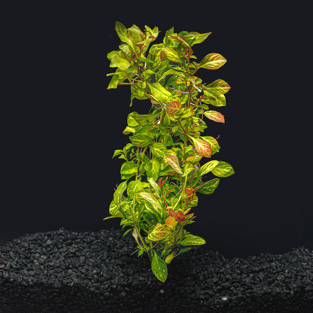LUDWIGIA OVALIS
