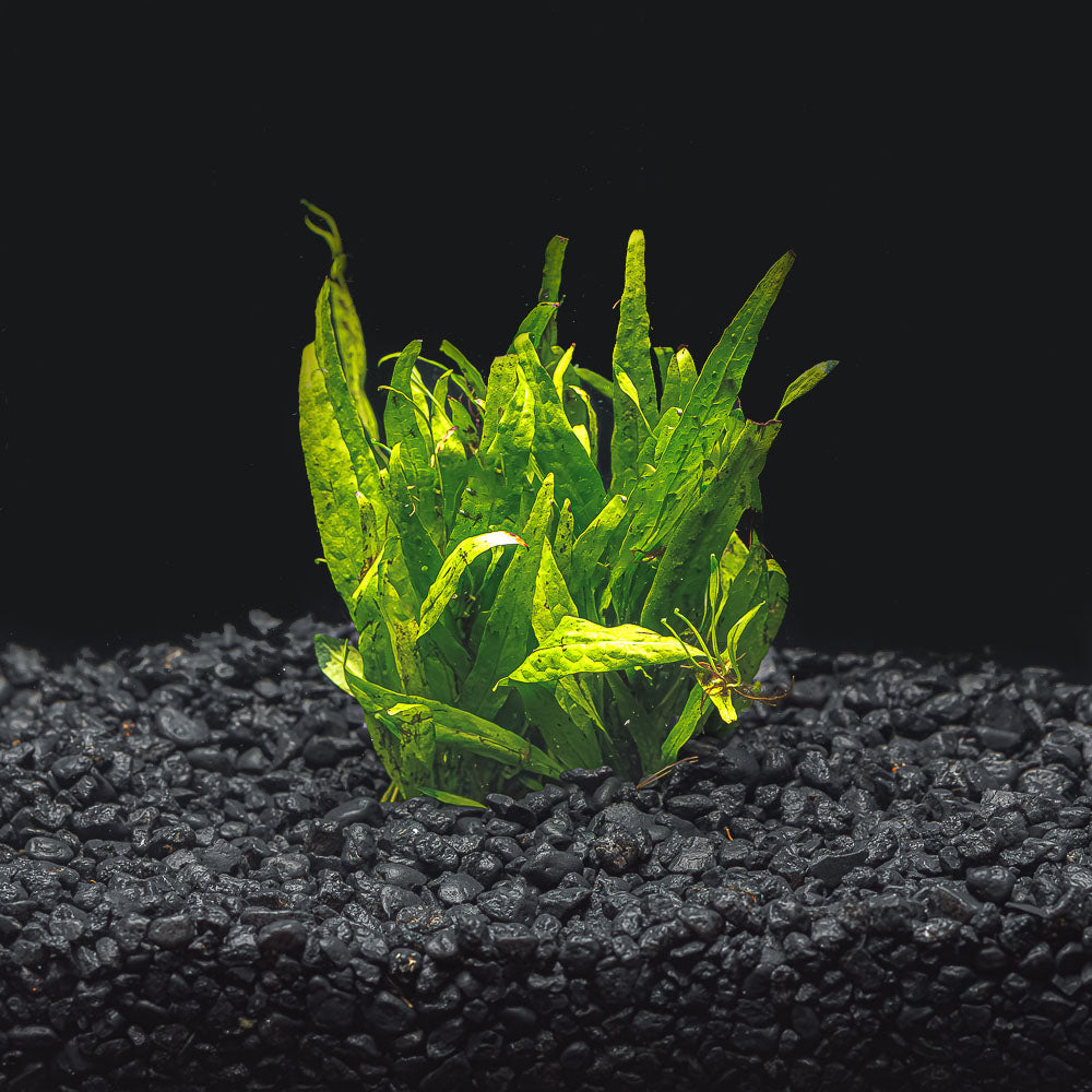 NARROW LEAF JAVA FERN