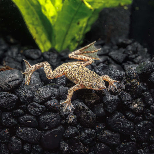 AFRICAN DWARF FROG | HYMENOCHIRUS BOETTGERI