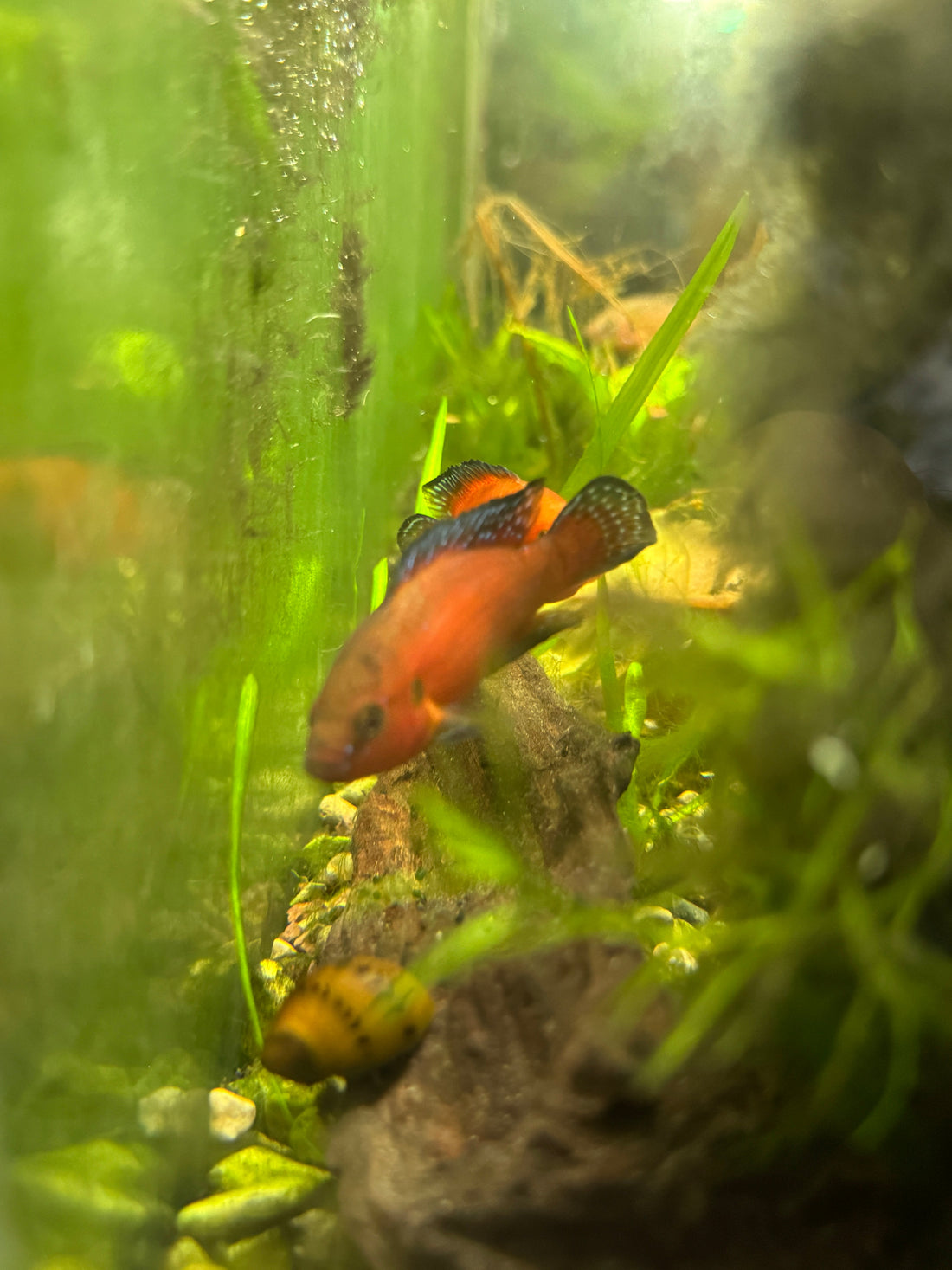 Turkana Jewel Cichlid Care Guide: The Fiery Red Cichlid With a Big Personality