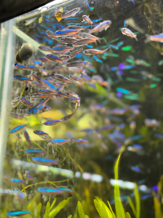 Why Green Neon Tetras Are Not Actually Green