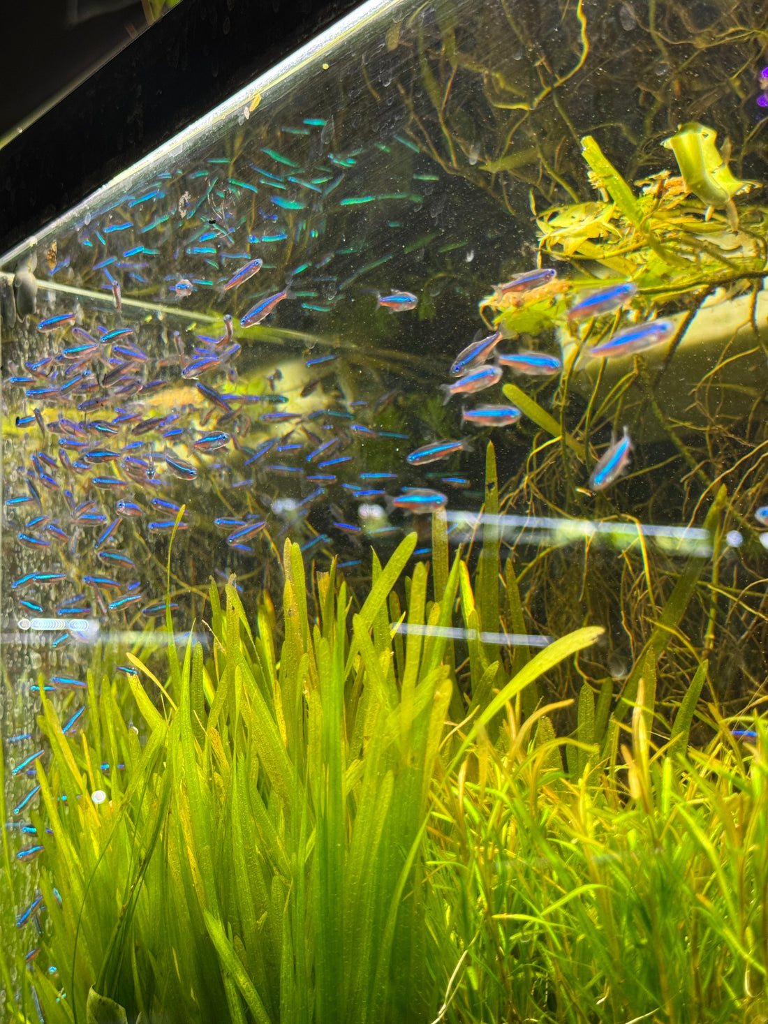 Green Neon Tetras: The Tiny Schooling Fish That Quietly Steals the Show