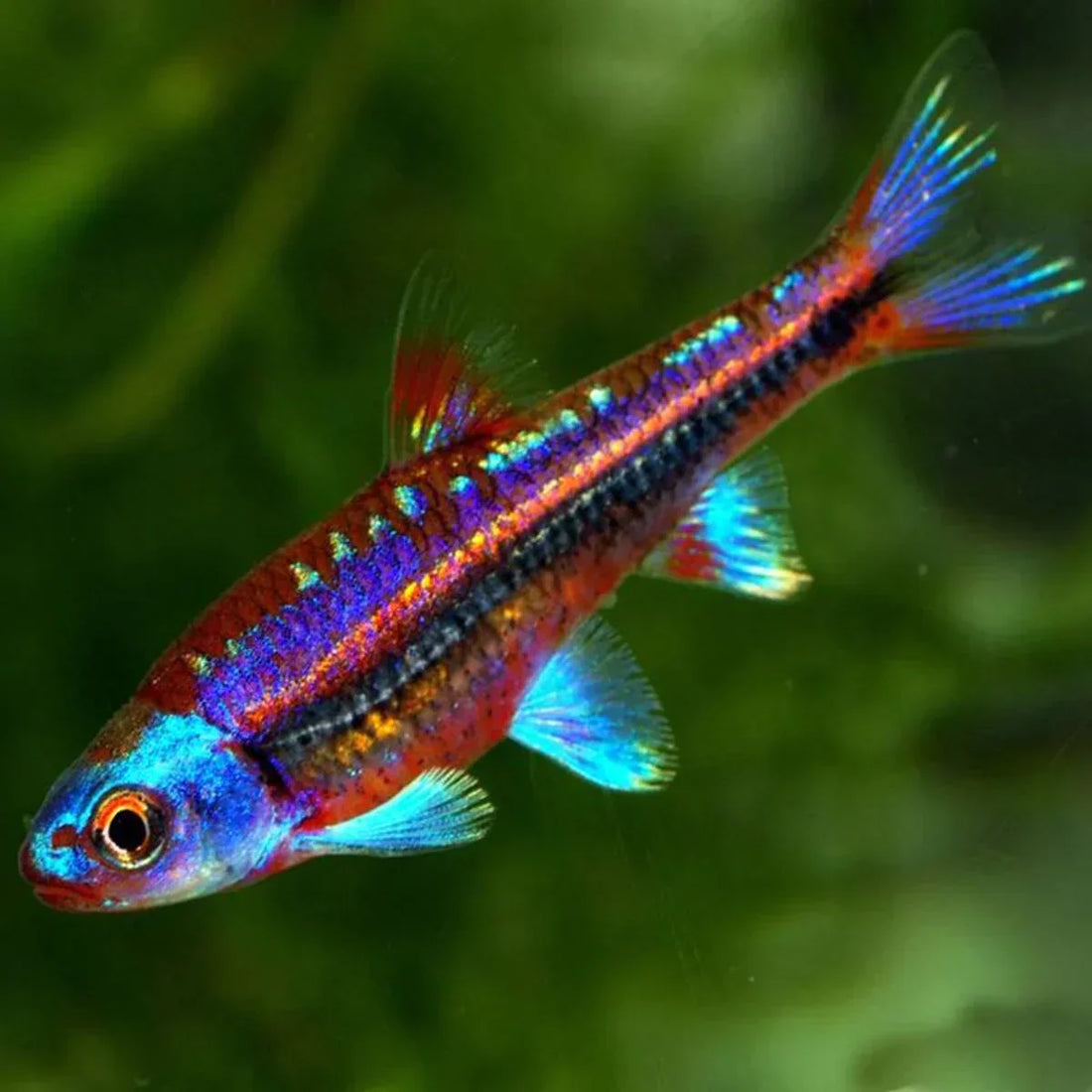 Rainbow Shiners: The Fish That Looks Too Colorful to Be Real