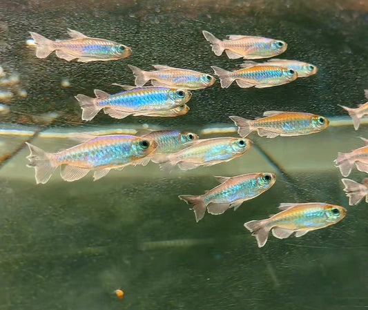 Congo Tetras: The Schooling Fish That Brings Elegance to the Aquarium