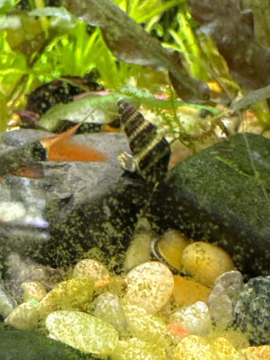 Assassin Snail (Anentome helena)