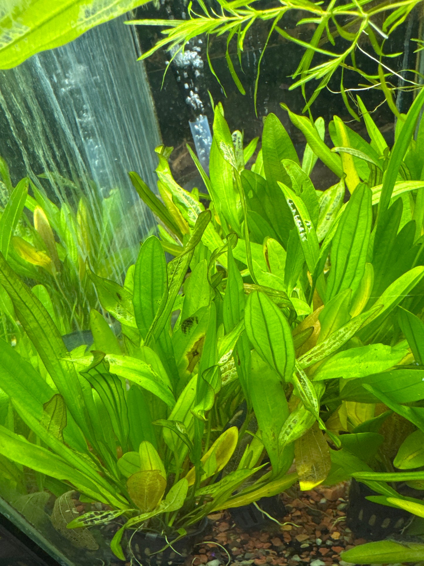 Amazon Sword Plant (Echinodorus grisebachii)