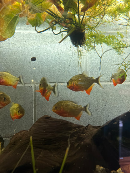 Red-Bellied Piranha (Pygocentrus nattereri)