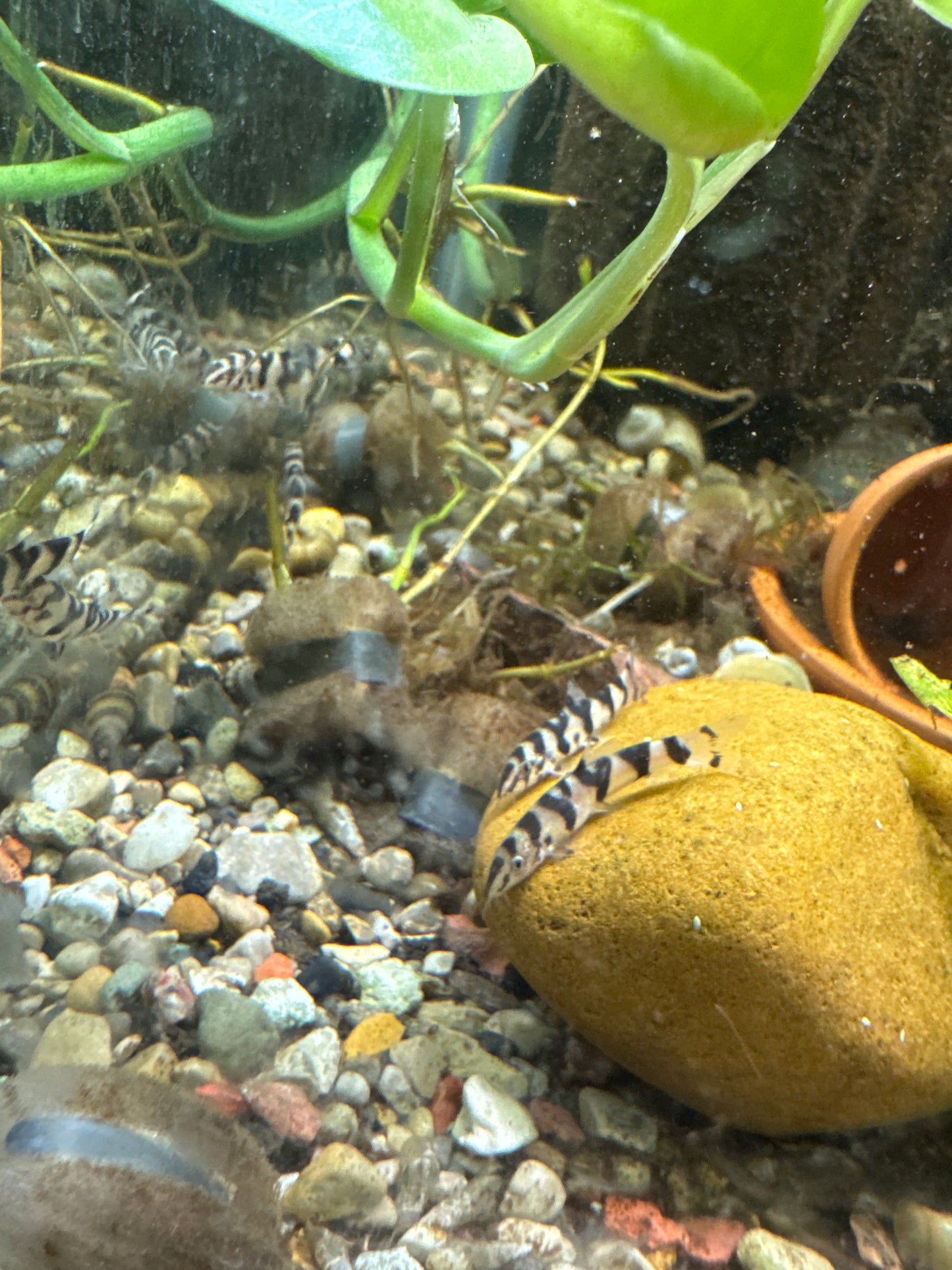 Yo-Yo Loach (Botia almorhae)