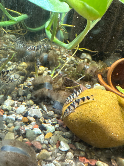 Yo-Yo Loach (Botia almorhae)