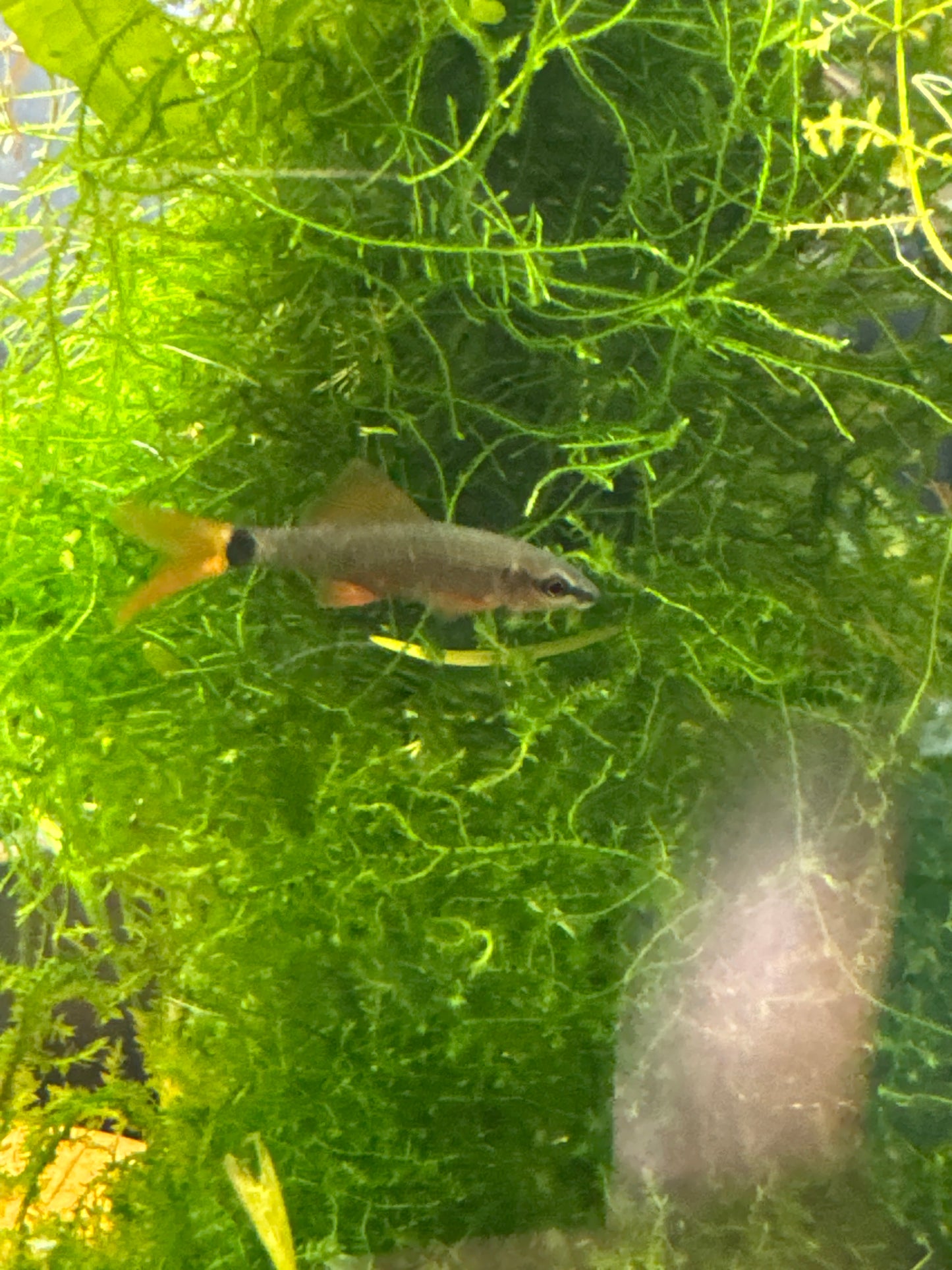 Rainbow Shark (Epalzeorhynchos frenatum)