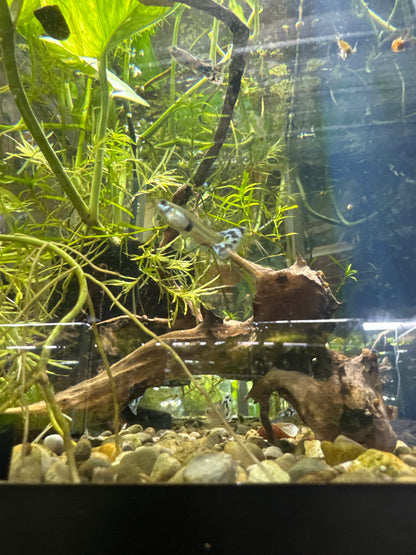White mosaic guppies  (3) trio male and two females
