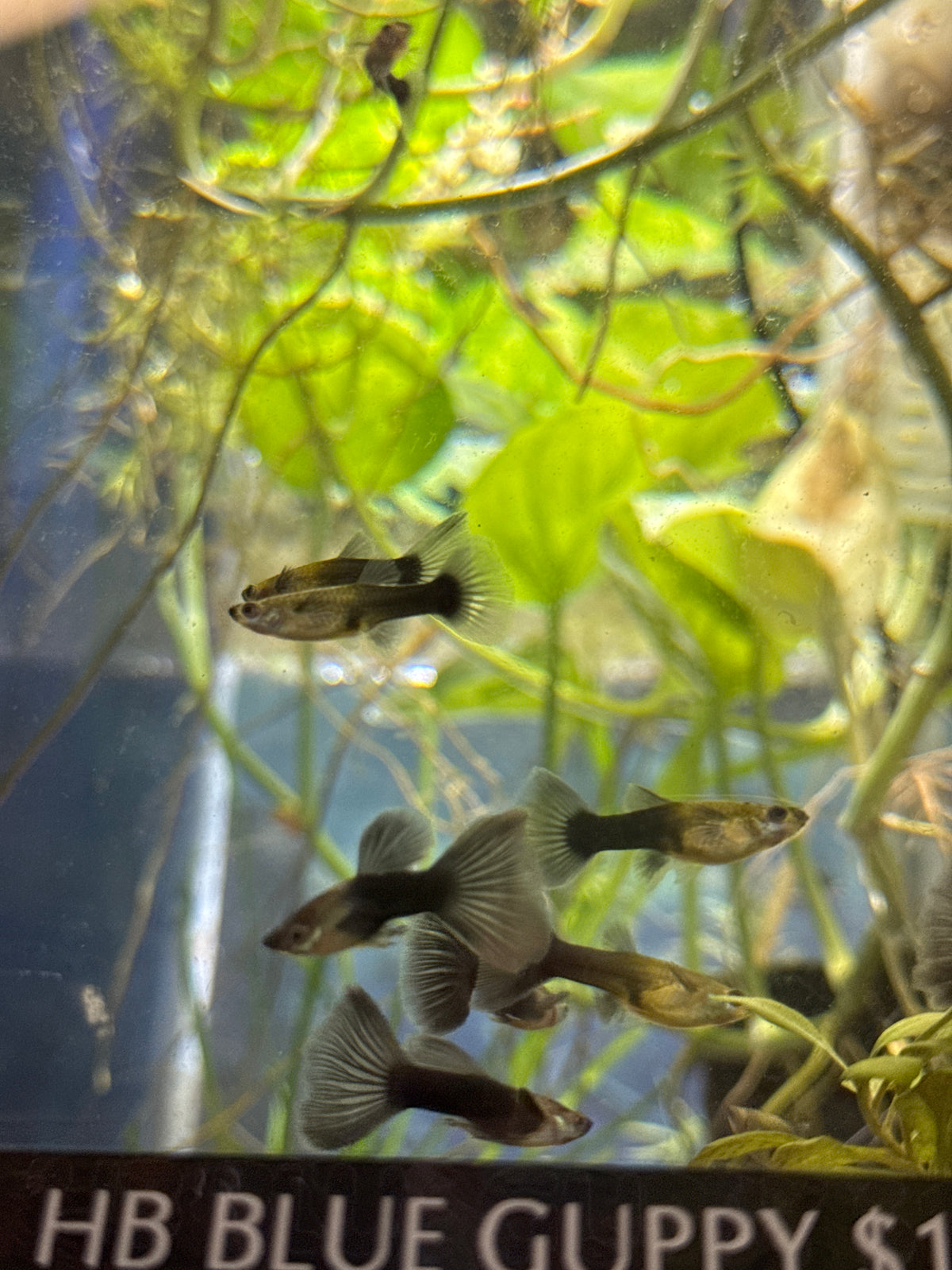 HB Blue guppies  (3) trio male and two females (Copy 3)