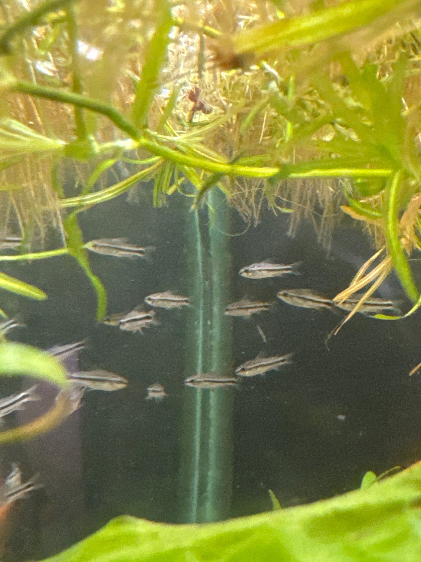 Pygmy Cory (Corydoras pygmaeus)