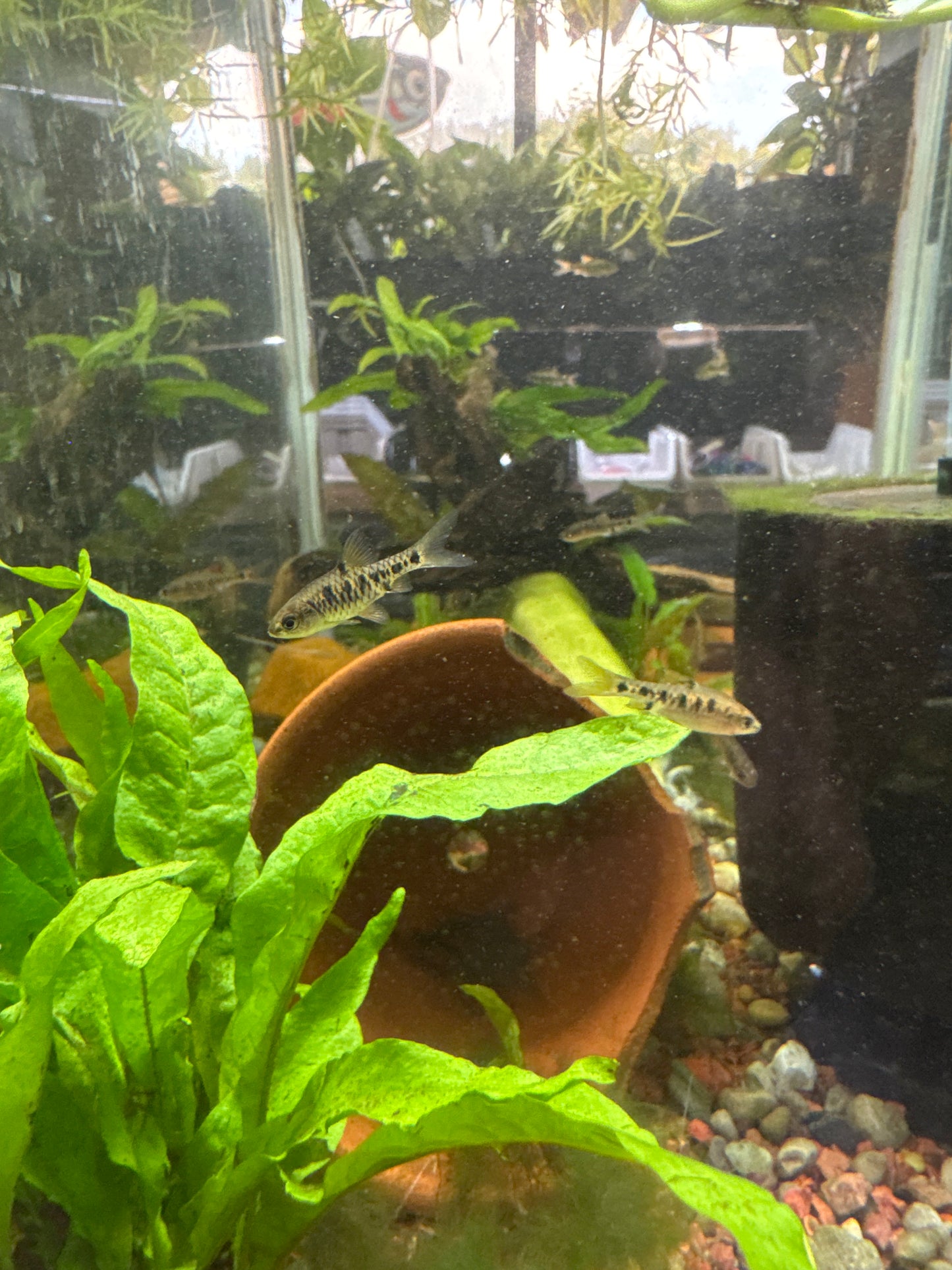 Checkerboard Barb (Oliotius oligolepis)
