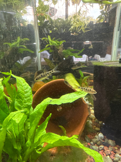 Checkerboard Barb (Oliotius oligolepis)