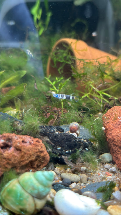 Clown Killifish